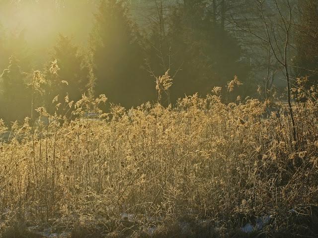 Early morning frost pics