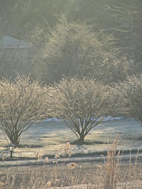 Early morning frost pics