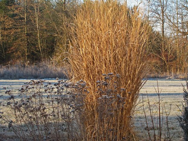 Early morning frost pics