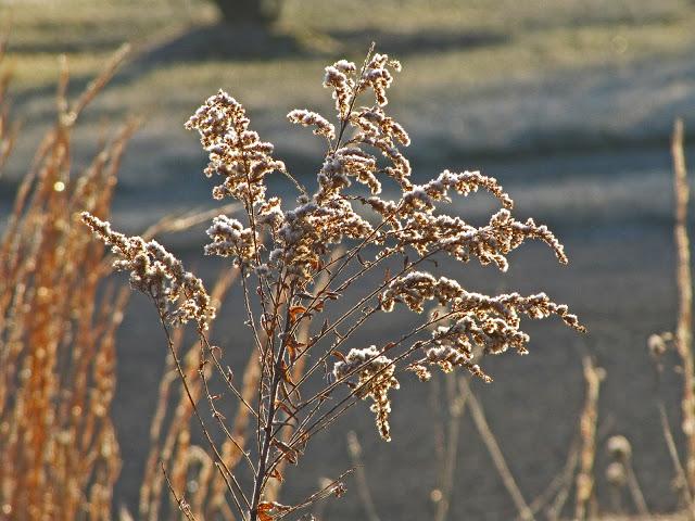 Early morning frost pics