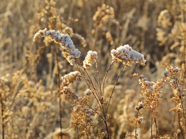 Early morning frost pics