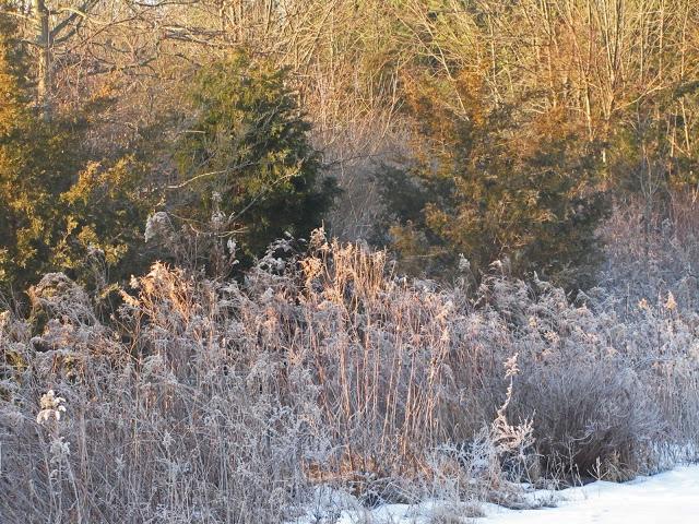 Early morning frost pics