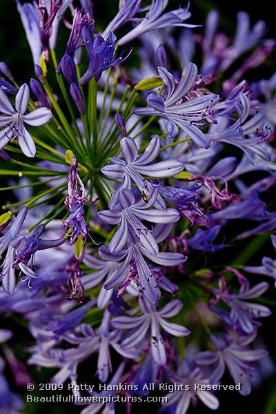 Lily of the Nile - agapanthus africanus