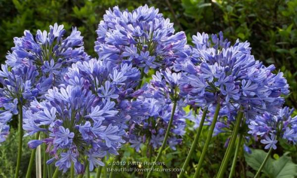 Lily of the Nile - agapanthus 