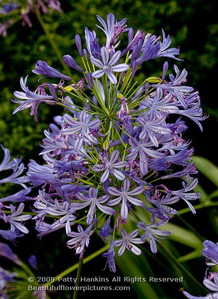 Lily of the Nile - agapanthus africanus