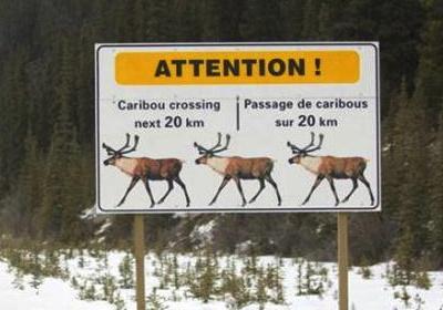 Another Caribou Crossing