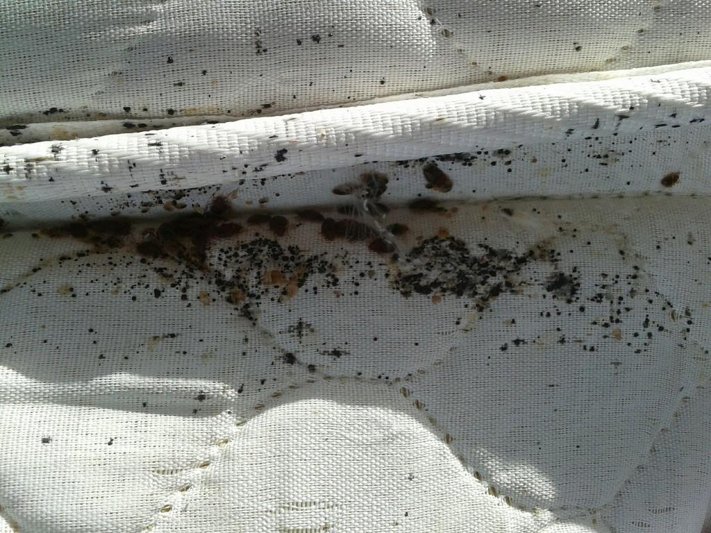 2012 03 079515.00.09 1024x768 Bed Bugs are just GROSS!