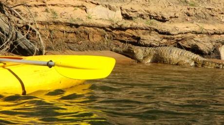Croc seen while kayaking in Katherine Gorge, Northern Territory, Australia