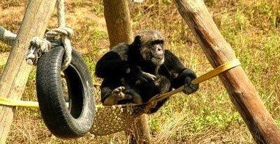 Chimpanzee at MONA a chimp sanctuary in Girona, Spain