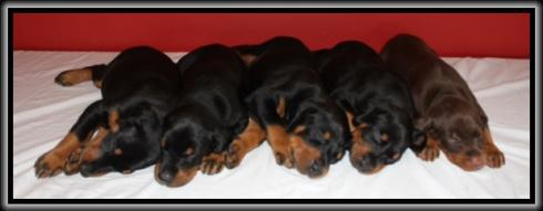 Puppies 010