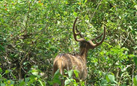 Tribals in Wayanad set an example in eco-conservation