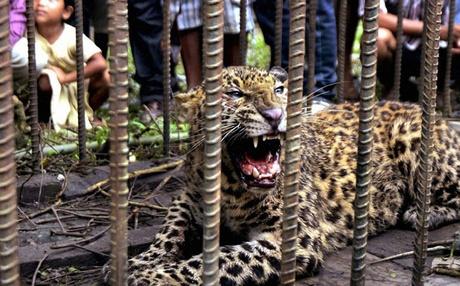 According to local residents, a female leopard along with three cubs had been on prowl in the Thumbur Muzhi village since last week, killing  pet dogs and goats. |PTI File photo