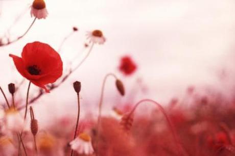 Reblog: In which the purpose of remembrance is forgotten.