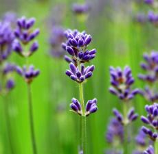 all about Lavender and where to find the best Lavender essential oils