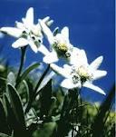 The legend of Edelweiss Flower II