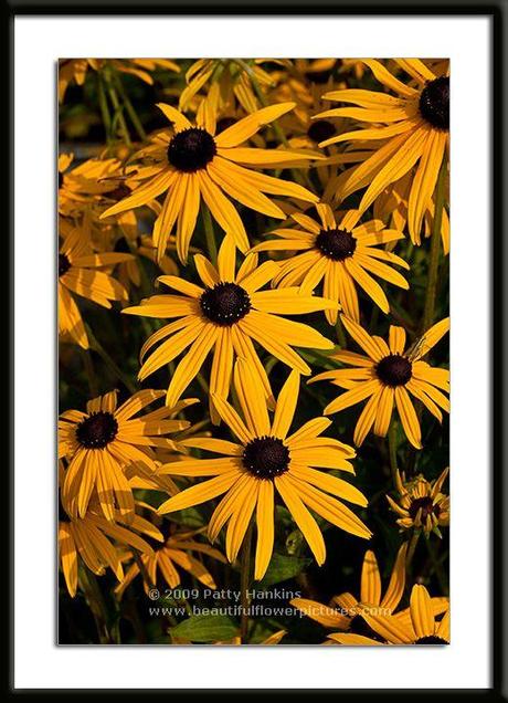 black_eyed_susan_III