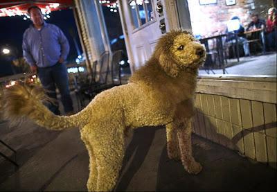 DOG with a Bad Hair Day Mistaken for Loose Lion!
