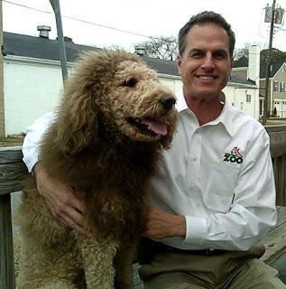 DOG with a Bad Hair Day Mistaken for Loose Lion!