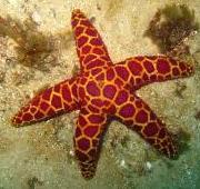 Starfish