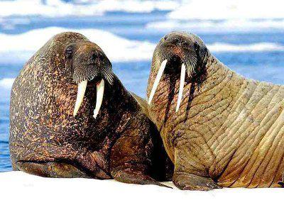 Walrus Couple