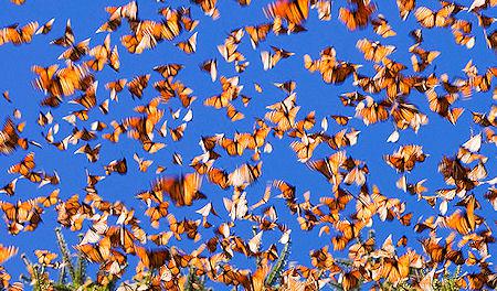 Monarch Migration - Staggering Spectacle Of Nature