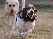 Photos Basset Hounds Running