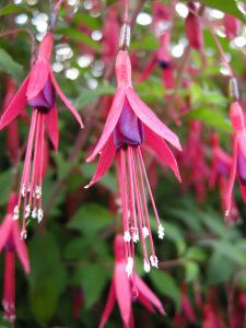 Fuchsia magellanica flower (11/06/2011, London)