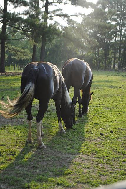 Country Living