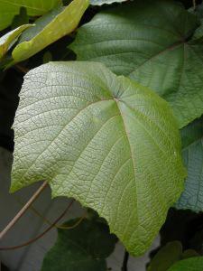 Vitis coignetiae leaf (11/06/2011, London)