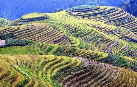 The Amazing Longsheng Rice Terraces
