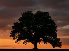 my tree at dusk