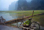 Rice Fields