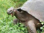 Featured Animal: Galapagos Tortoise