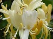 Plant Week: Lonicera Periclymenum