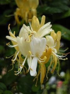 Lonicera periclymenum flower (11/06/2011, London)