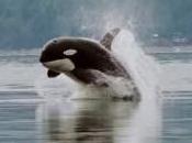 Featured Animal: Killer Whale