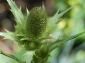 Plant Week: Eryngium Agavifolium