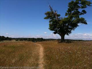 The Walking Week - Lavender Fields in Kent
