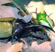 Hercules Beetle