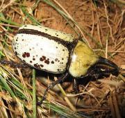 Hercules Beetle