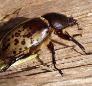 Hercules Beetle