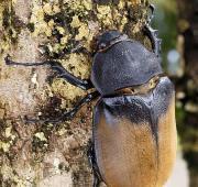 Hercules Beetle