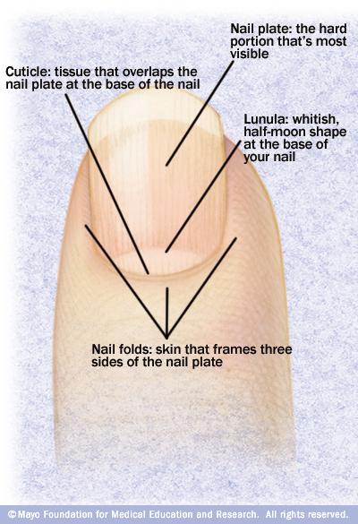 Nails: How to Keep Your Fingernails Healthy and Strong - Paperblog