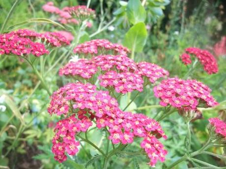2011_07150019 Garden Bloggers Bloom Day – July 2011