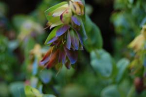 Cerinthe major 'Purpurascens' bract (18/06/2011, London)