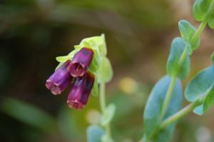 Cerinthe major 'Purpurascens' flower (18/06/2011, London)