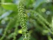 Plant Week: Itea Ilicifolia