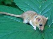 Featured Animal: Mouse