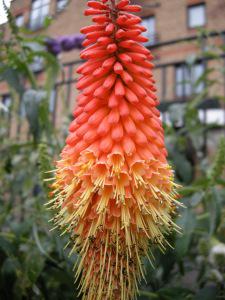 Kniphofia 'Atlanta' flower (24/06/2011, London)