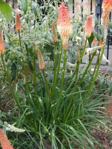 Kniphofia 'Atlanta' (24/06/2011, London)